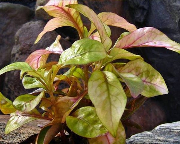 Aquarienpflanzen Oliver Krause Alternanthera lilacina - Lilablättriges Papageienblatt