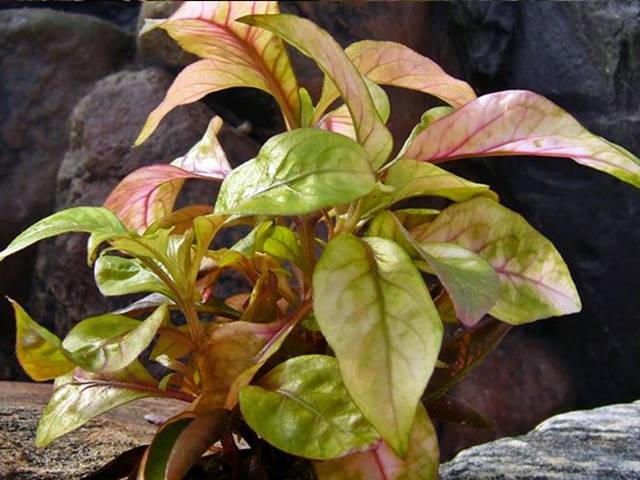 Aquarienpflanzen Oliver Krause Alternanthera lilacina - Lilablättriges Papageienblatt