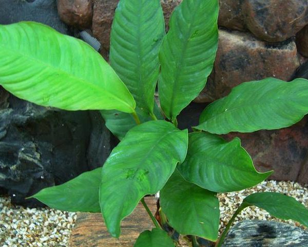 Anubias heterophylla - Verschiedenblättriges Speerblatt