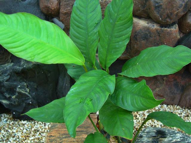 Anubias heterophylla - Verschiedenblättriges Speerblatt