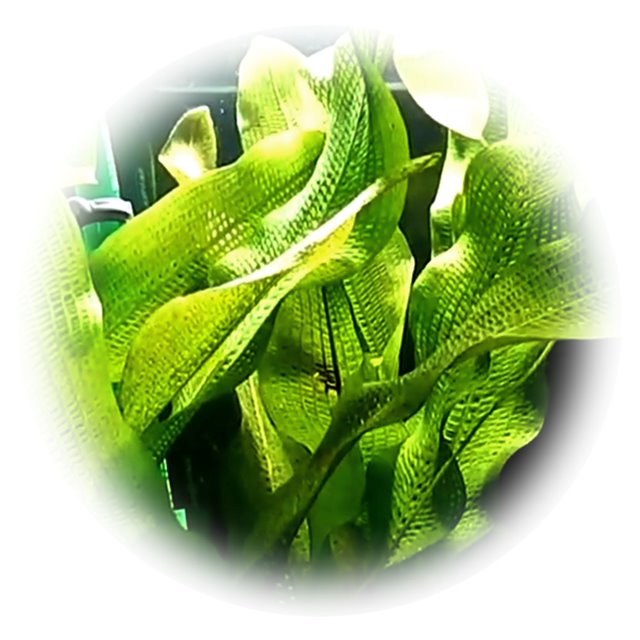 Aponogeton henkelianus Große Gitterpflanze