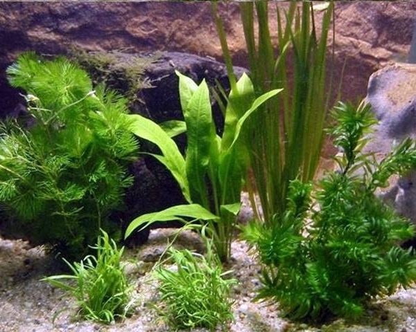 Aquarienpflanzen Oliver Krause Aquarienpflanzen-Set 60cm Becken OK1