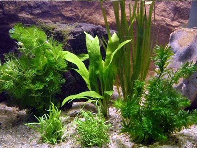 Aquarienpflanzen Oliver Krause Aquarienpflanzen-Set 60cm Becken OK1