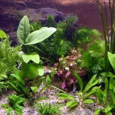 Aquarienpflanzen Oliver Krause Aquarienpflanzen-Set für 160l Becken OK3