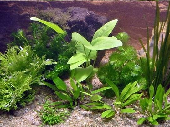 Aquarienpflanzen Oliver Krause Aquarienpflanzen-Set für 80cm Becken OK2