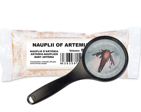 Artemia-Nauplien-Artemia-franciscana