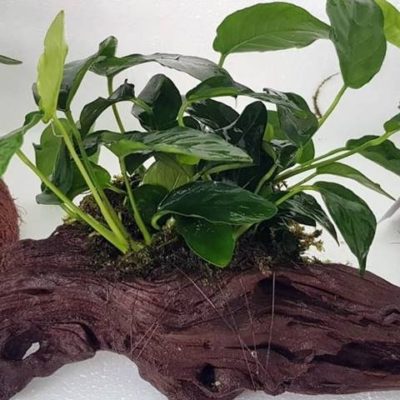 Bepflanzte Wurzel ab 10 cm mit Anubias nana