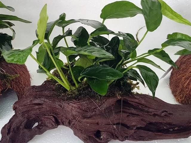 Bepflanzte Wurzel ab 10 cm mit Anubias nana