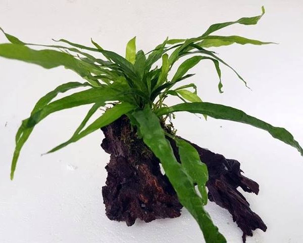Bepflanzte Wurzel ab 10 cm mit Microsorium pteropus
