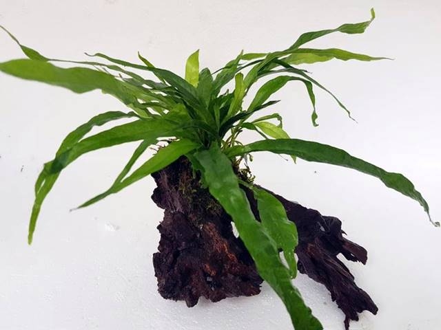 Bepflanzte Wurzel ab 10 cm mit Microsorium pteropus