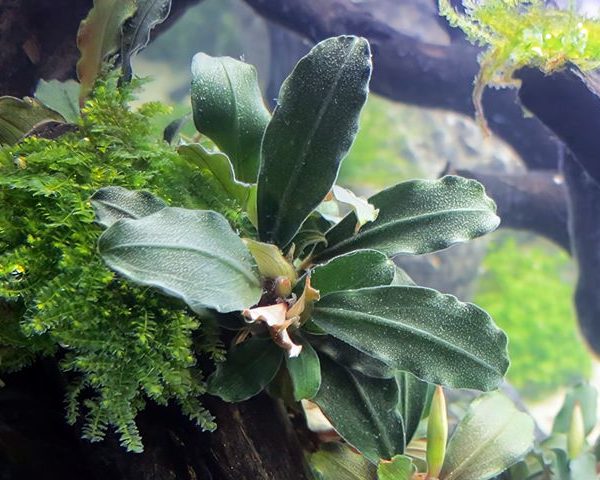 Bucepahalandra Theia grün Grüne glattrandige Bucephalandra