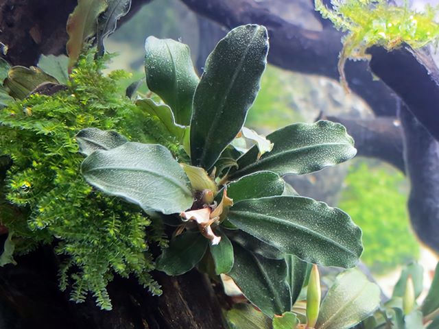 Bucepahalandra Theia grün Grüne glattrandige Bucephalandra