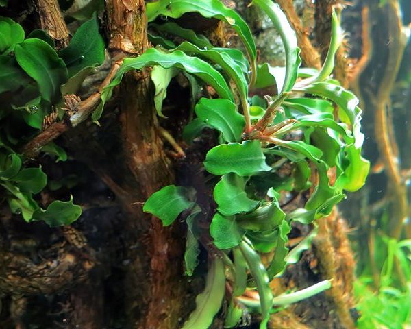 Bucepahalandra Velvet Green Grüne gewelltrandige Bucephalandra