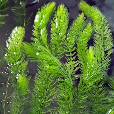 Aquarienpflanzen Oliver Krause Ceratophyllum submersum - Feines Hornkraut