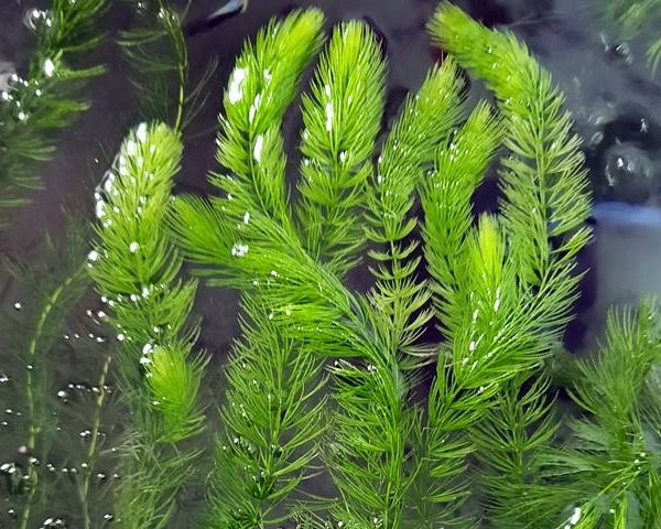 Aquarienpflanzen Oliver Krause Ceratophyllum submersum - Feines Hornkraut