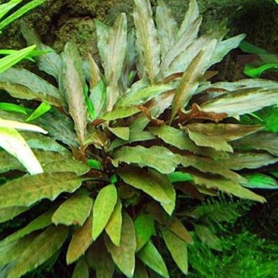 Aquarienpflanzen Oliver Krause Cryptocoryne wendtii braun - Mittelgroße braune Wendtii