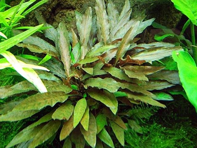 Aquarienpflanzen Oliver Krause Cryptocoryne wendtii braun - Mittelgroße braune Wendtii
