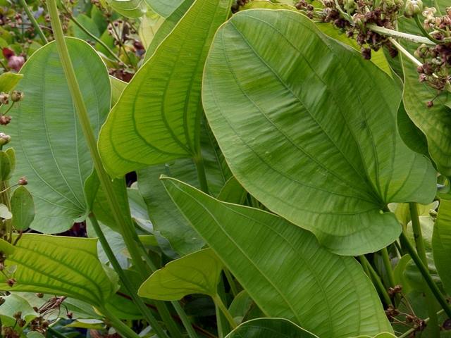 Echinodorus grandifolius Riesenblättige Amazonaspflanze