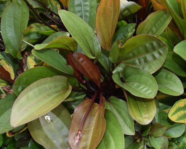 Echinodorus Dark Beauty Dunkelrote Zwergamazonaspflanze