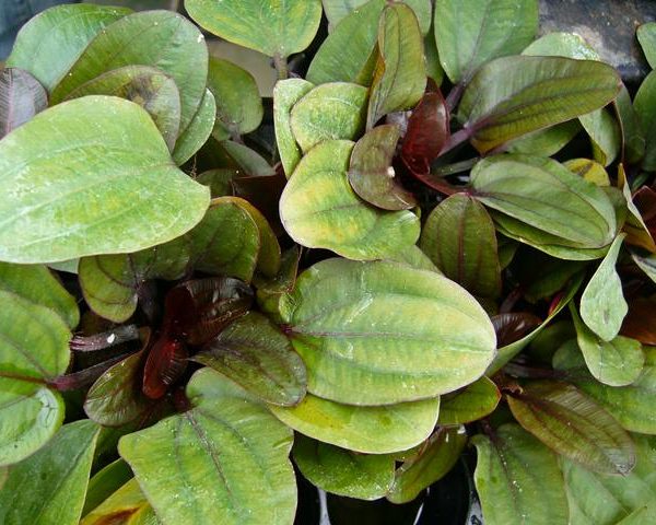 Echinodorus Franz Stoffels Rote Geäderte Amazonaspflanze