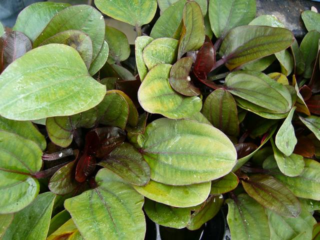 Echinodorus Franz Stoffels Rote Geäderte Amazonaspflanze