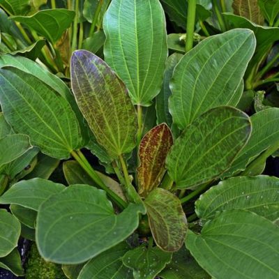Echinodorus 'Green Flame' Grün Geflammte Amazonaspflanze