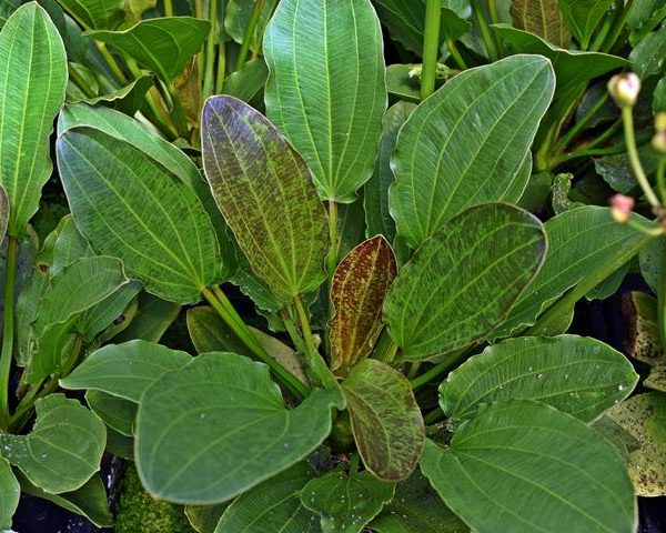 Echinodorus 'Green Flame' Grün Geflammte Amazonaspflanze