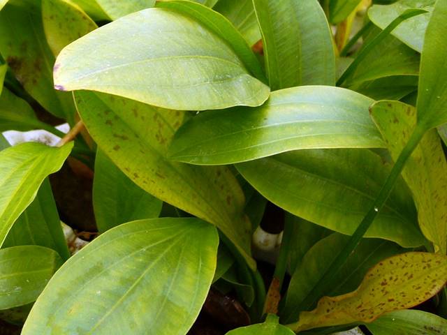 Echinodorus 'Jaguar' Hellgrüne Gefleckte Amazonaspflanze