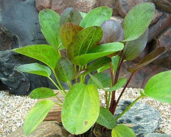 Echinodorus 'Paul Klöcker' Große Gefleckte Amazonaspflanze