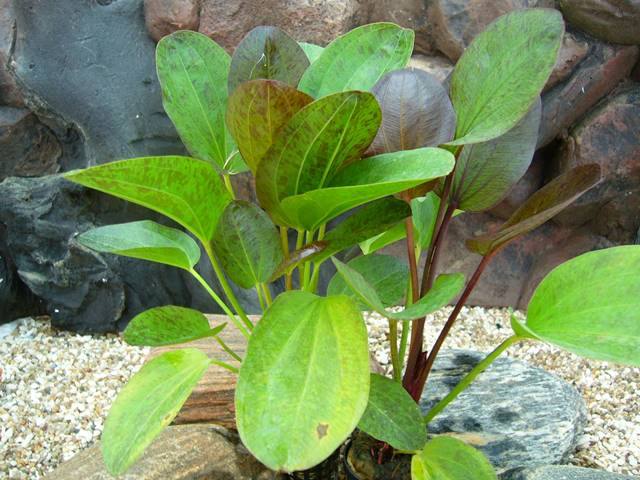 Echinodorus 'Paul Klöcker' Große Gefleckte Amazonaspflanze