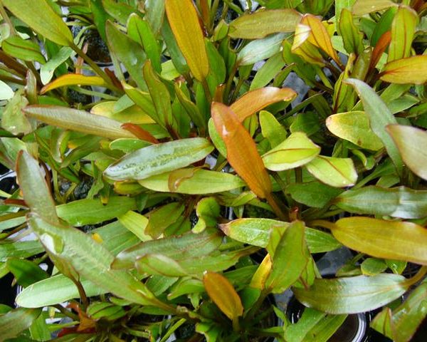 Echinodorus 'Red Devil' Schmalblättrige Amazonaspflanze