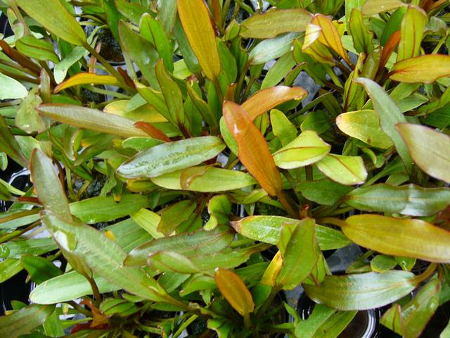 Echinodorus 'Red Devil' Schmalblättrige Amazonaspflanze
