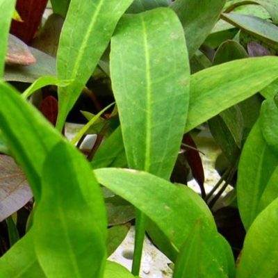 Aquarienpflanzen Oliver Krause Echinodorus amazonicus Amazonasschwertpflanze
