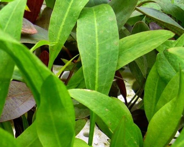 Aquarienpflanzen Oliver Krause Echinodorus amazonicus Amazonasschwertpflanze