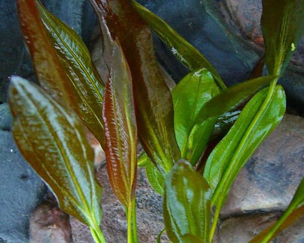 Echinodorus barthii Rundblättrige Rote Amazonaspflanze
