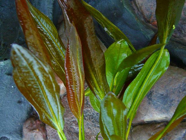 Echinodorus barthii Rundblättrige Rote Amazonaspflanze