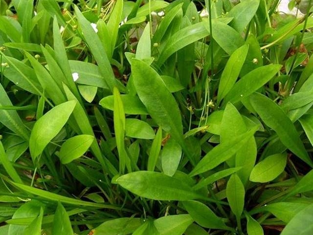 Aquarienpflanzen Oliver Krause Echinodorus bolivianus - Schmalblättrige Zwergschwertpflanze