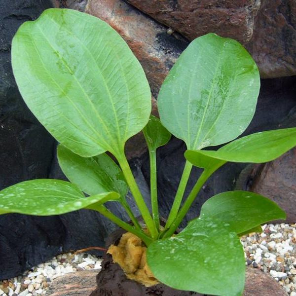 Echinodorus gabrieli Gedrungene Amazonaspflanze