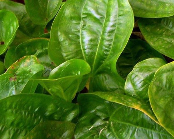 Echinodorus parviflorus Tropica - Kleine genoppte Schwertpflanze