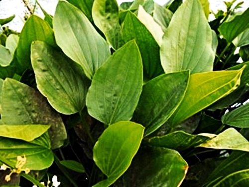 Echinodorus subalatus - Geflügelte Schwertpflanze