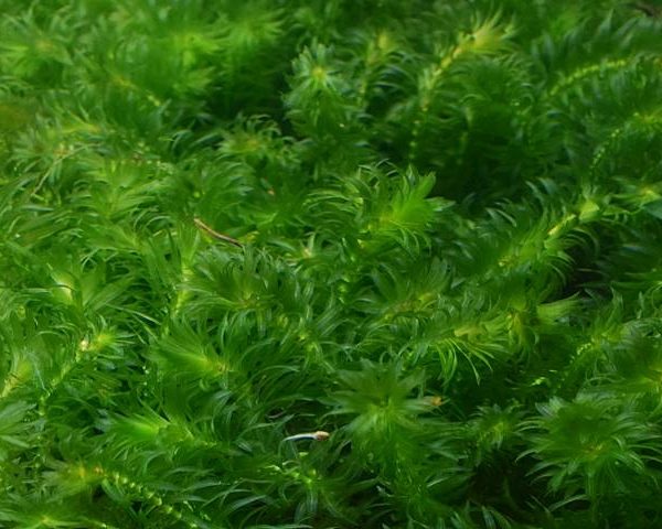 Aquarienpflanzen Oliver Krause Egeria densa - Dichtblättrige Wasserpest