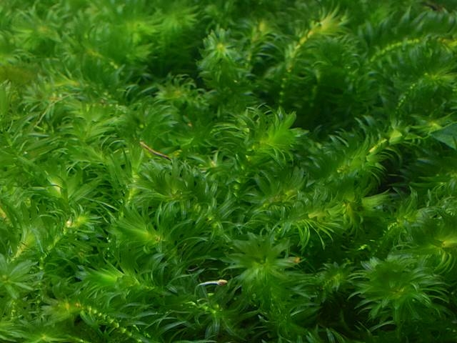 Aquarienpflanzen Oliver Krause Egeria densa - Dichtblättrige Wasserpest