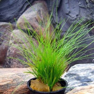 Aquarienpflanzen Oliver Krause Eleocharis acicularis - Nadelsimse