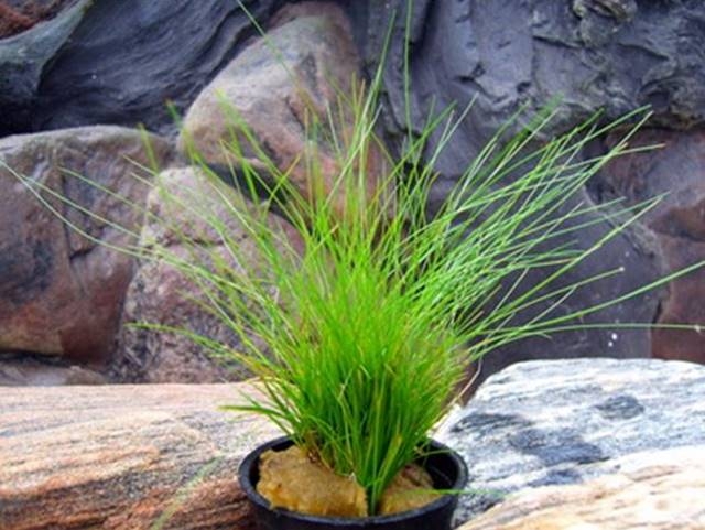 Aquarienpflanzen Oliver Krause Eleocharis acicularis - Nadelsimse