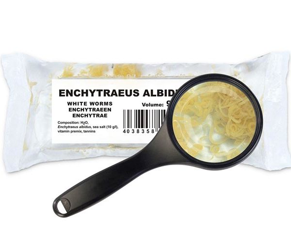 Enchytraeen (Enchytraeus cf. albidus)