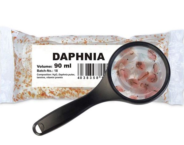 Gemeine Wasserflöhe (Daphnia pulex)