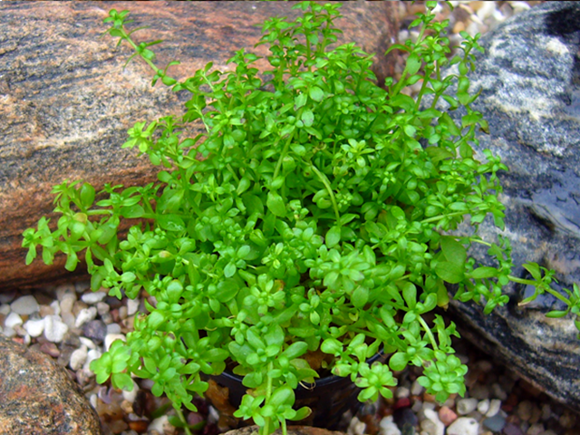 Aquarienpflanzen Oliver Krause Hemianthus callitrichoides - kleines Perlkraut
