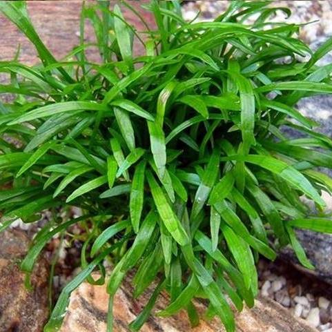 Lilaeopsis-brasiliensis-Neuseeland-Graspflanze