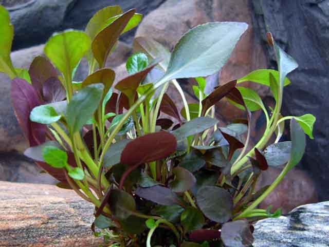 Aquarienpflanzen Oliver Krause Lobelia cardinalis - Kardinalslobelie