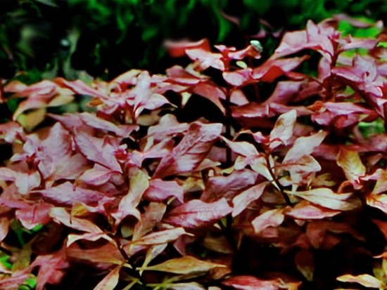 Ludwigia palustris - grün-rote Ludwigie